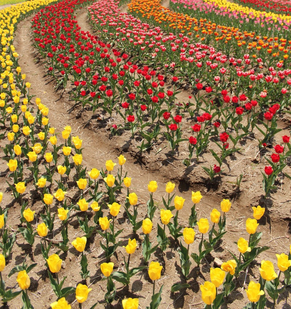 tulip-190378_1280