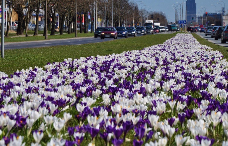 Krokusy przy ul. Połczyńskiej. Fot. ZOM
