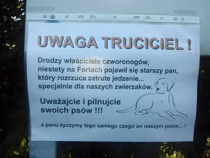 Fot. Mikropsy do adopcji