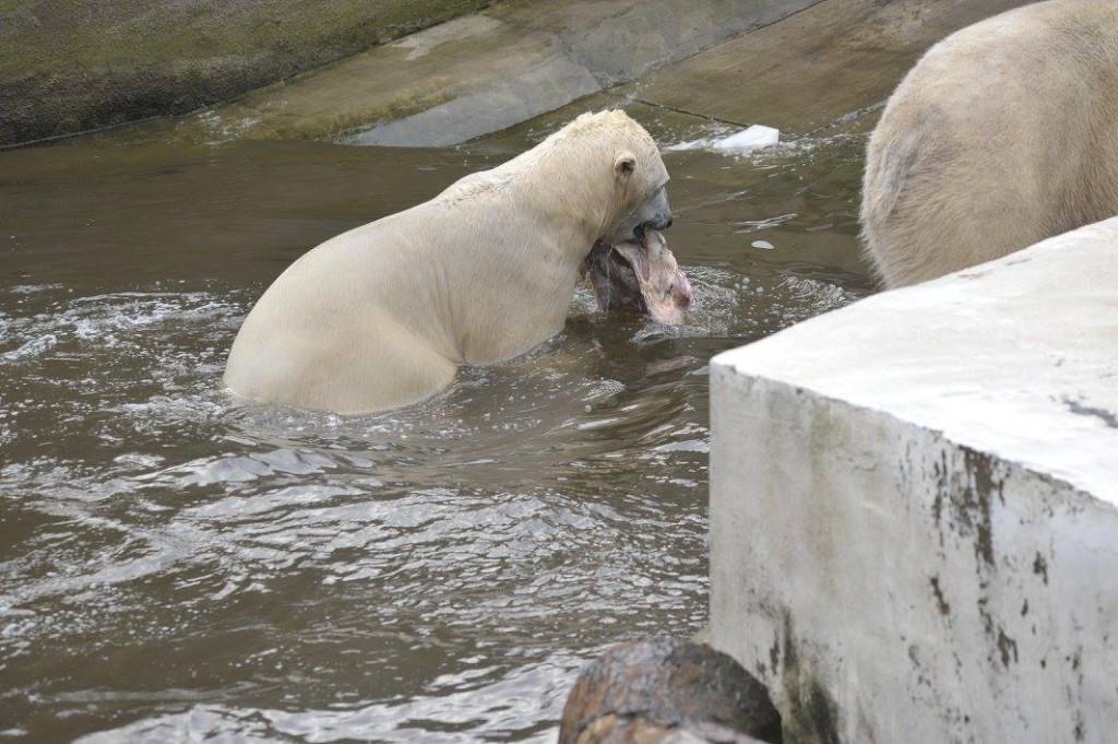 fot. ZOO warszawskie/ Facebook