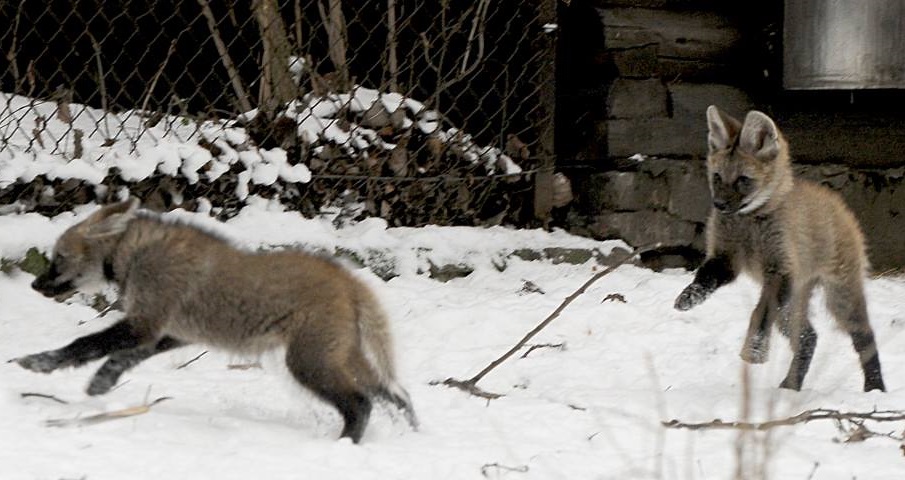 Fot. Warszawskie ZOO / Facebook