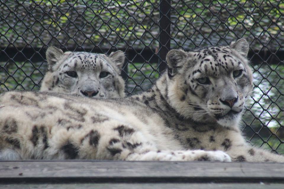 Pantery śnieżne. Fot. Warszawskie ZOO / Facebook