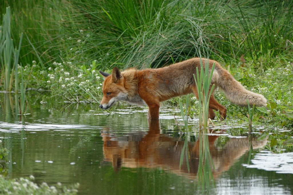 fox-1540833_1280
